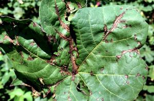 uploads/images/disease/blight of cotton.png